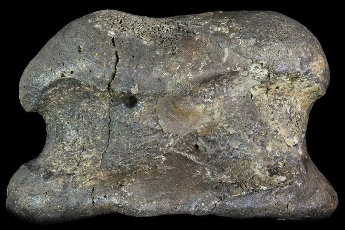Ceratopsian Dinosaur Toe Bone - Alberta (Disposition #-) #71707
